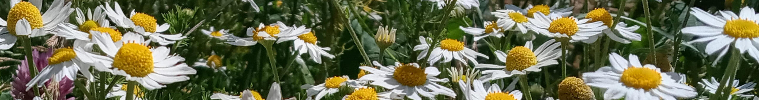 Wild chamomile flowers.